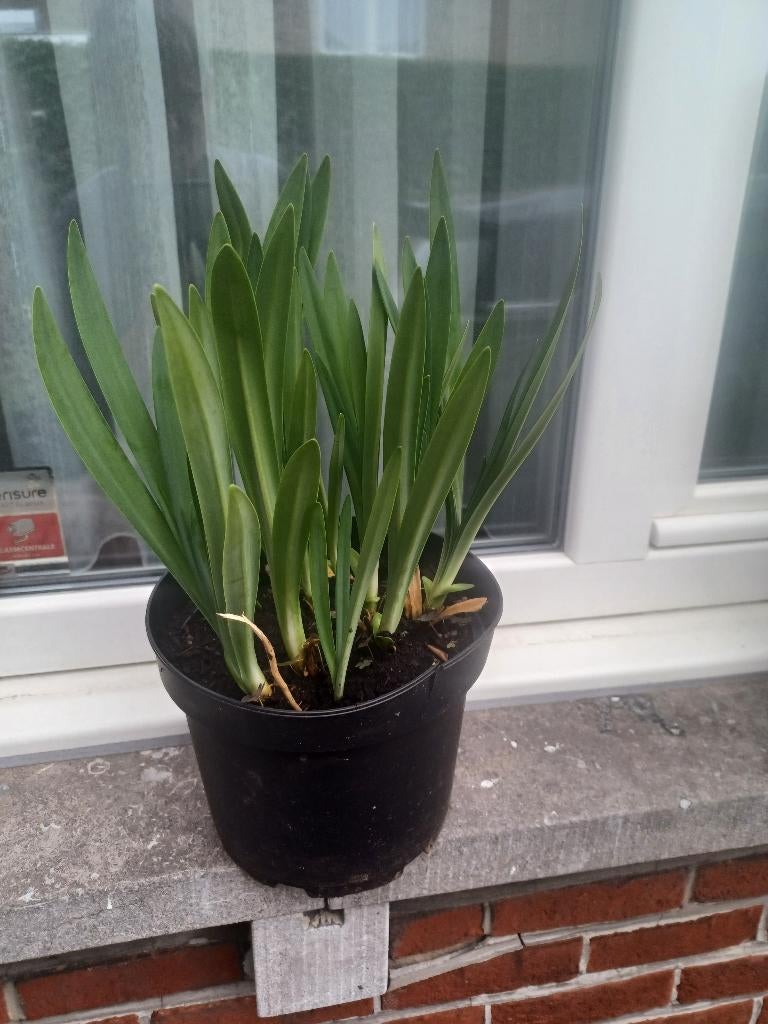 Agapanthus, Volle zon, Vaste plant, Zomer, Ophalen