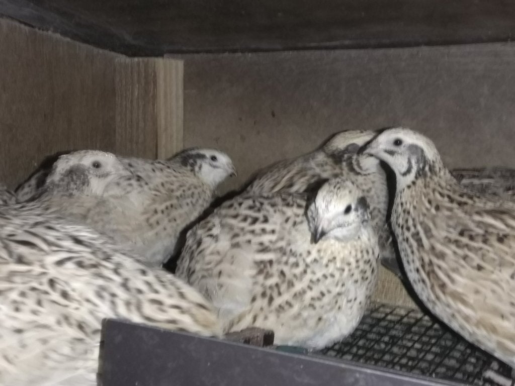 kwartels japanse  jumbo kwartels, Juni, Meerdere dieren