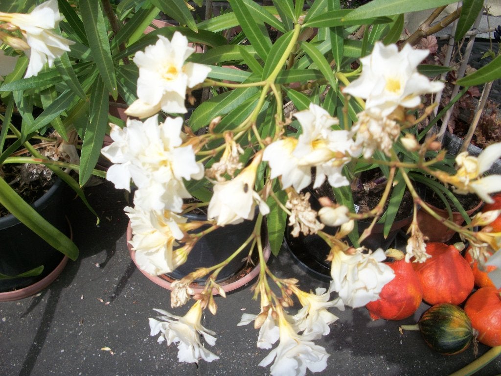 Geel bloeiend Oleander meer dan 25 jaar oud een kuipplant, Tuin en Terras, Planten | Tuinplanten, Ophalen, Vaste plant, Overige soorten