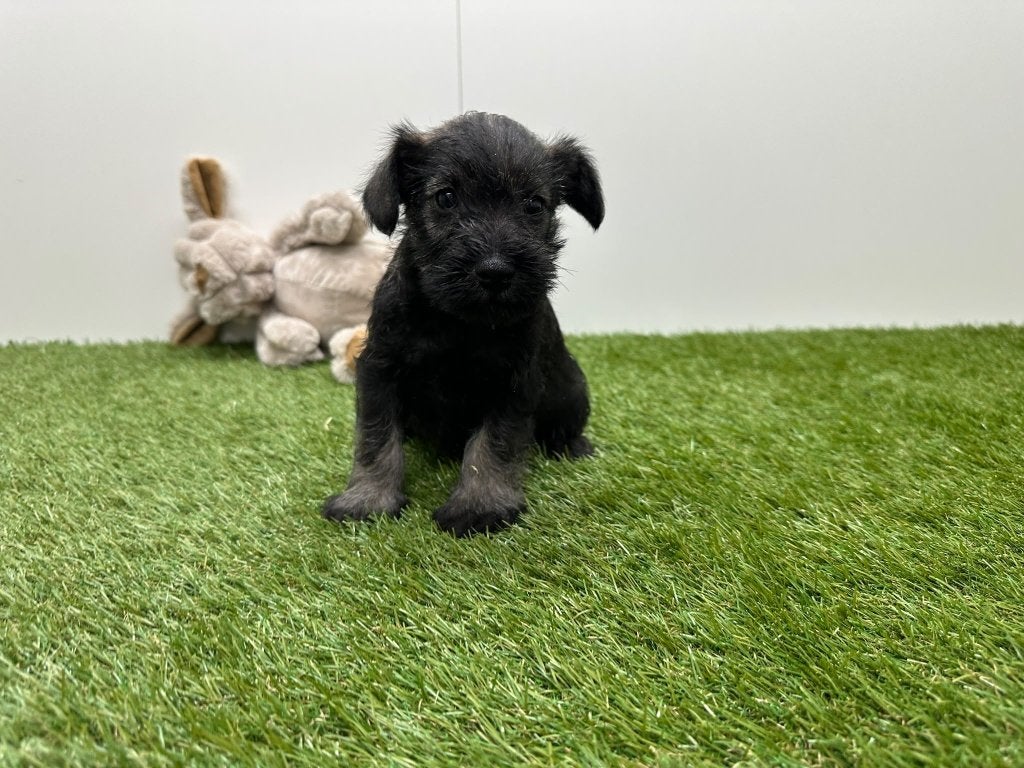 Nestje Dwergschnauzer, België, Overige rassen, CDV (hondenziekte), 8 tot 15 weken