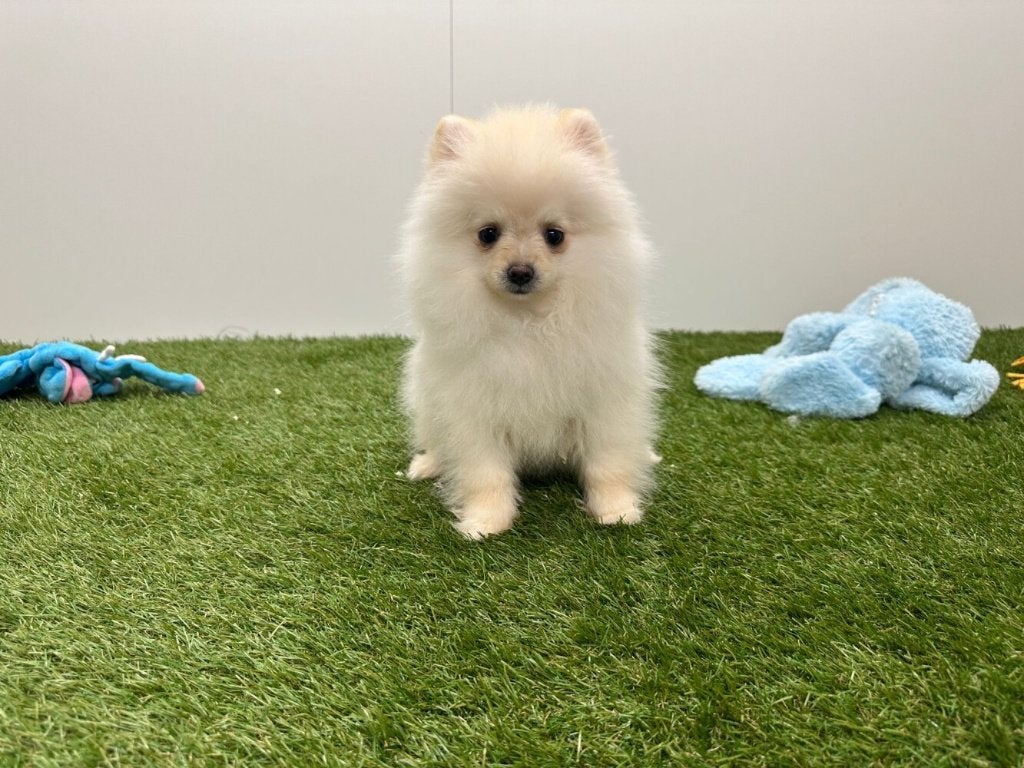 Pomeriaan pups, Dieren en Toebehoren, België, Keeshond, 8 tot 15 weken, Parvo
