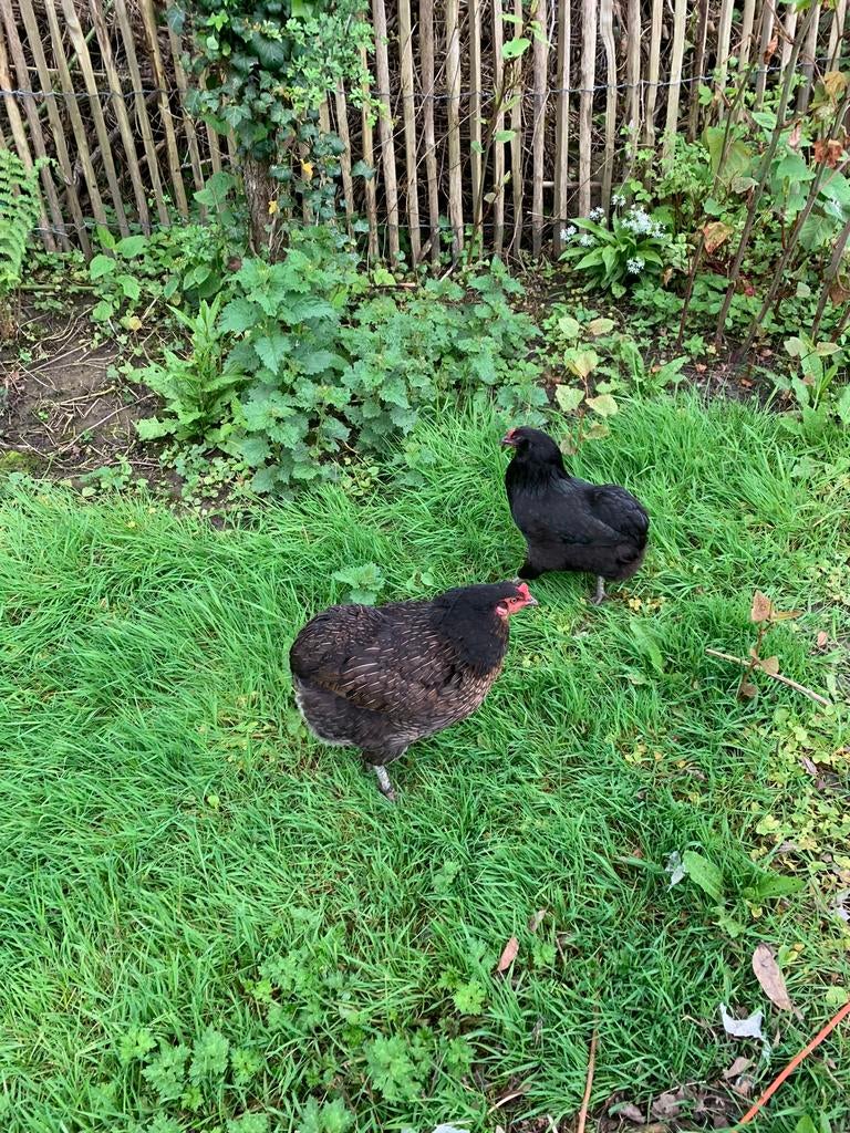 Oeufs fécondés d’araucana croisé Brahma Isabelle