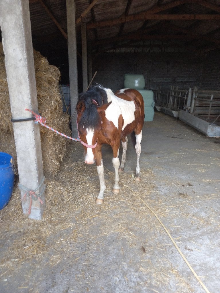 driekleurs aes pinto merrie, Animaux & Accessoires, Chevaux, Jument, Non dressé, Moins de 160 cm, 0 à 2 ans, Cheval de dressage