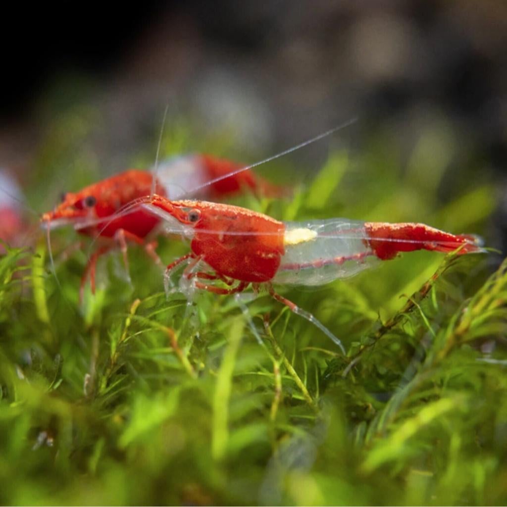 Red rili garnalen Neocaridina Puur geen kruising, Homard, Crabe ou Crevette, Poisson d'eau douce, Banc de poissons
