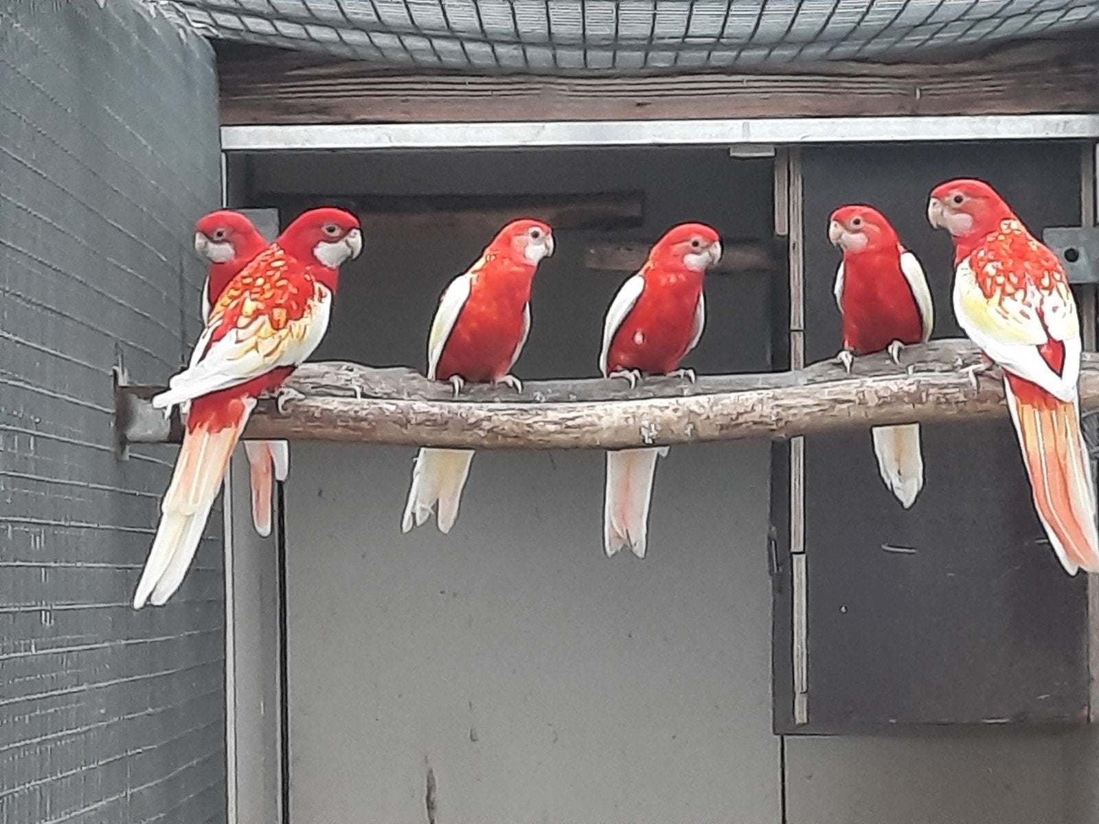 Rubino rosella's, Plusieurs animaux, Perruche, Bagué