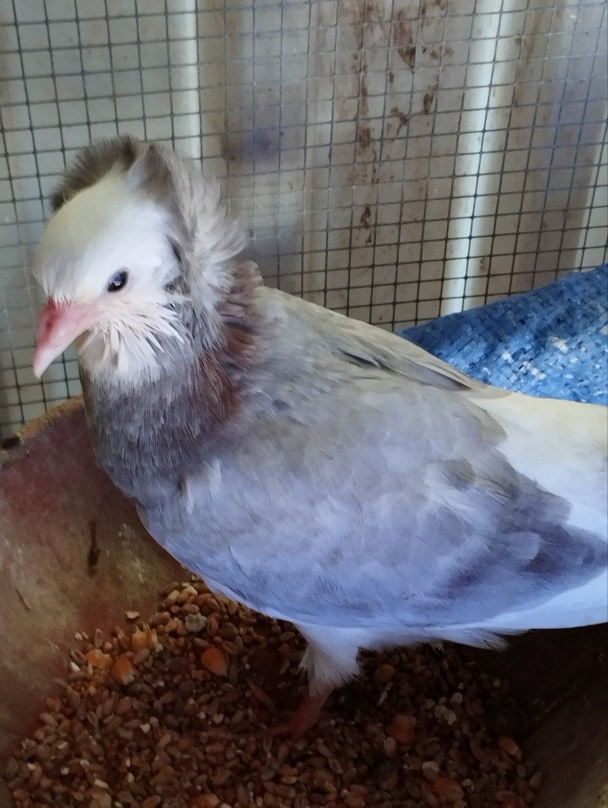 capucyn duifje, Dieren en Toebehoren