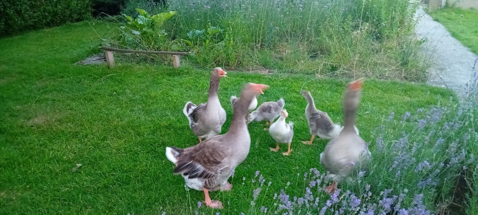 4 jonge ganzen ( 5 wkn) zoeken goeie thuis!