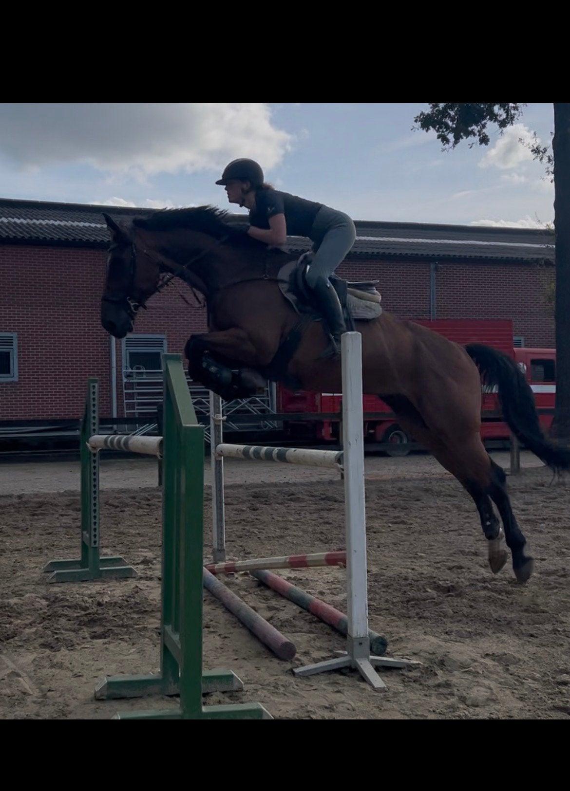 Super brave makkelijk te rijden 7 jarige springpaard ruin, Dieren en Toebehoren, Met stamboom, Springpaard, Ruin, L