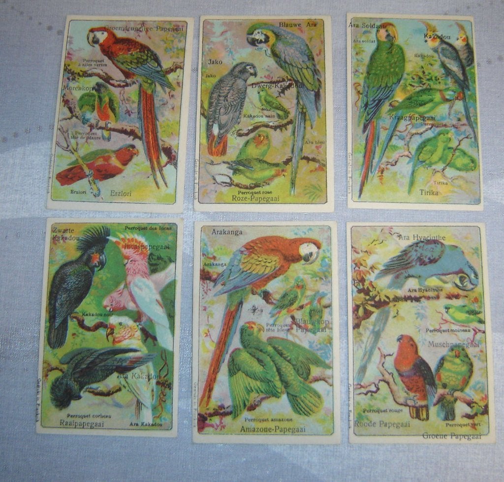 Perroquets de la série Chromos Tape, Avant 1940, Gravure, Utilisé, Autres sujets/thèmes