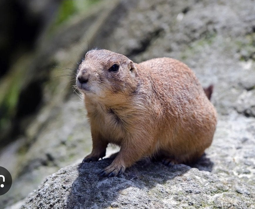 vrouwtje prairiehond, Dieren en Toebehoren, Knaagdieren, Maart, Vrouwelijk