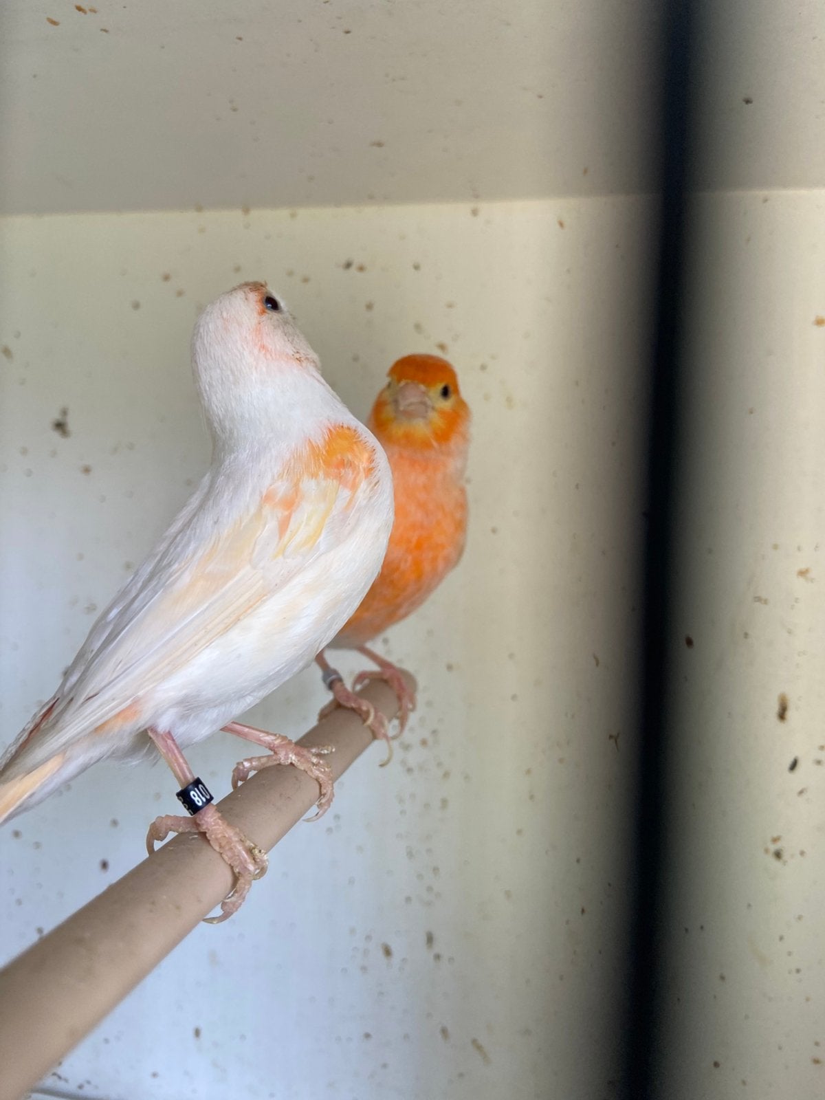 Kanarie koppel 2025, Plusieurs animaux, Canari de couleur