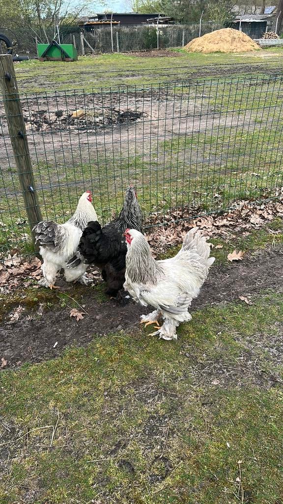 3 mooie brahama haantjes te koop, Dieren en Toebehoren, Pluimvee