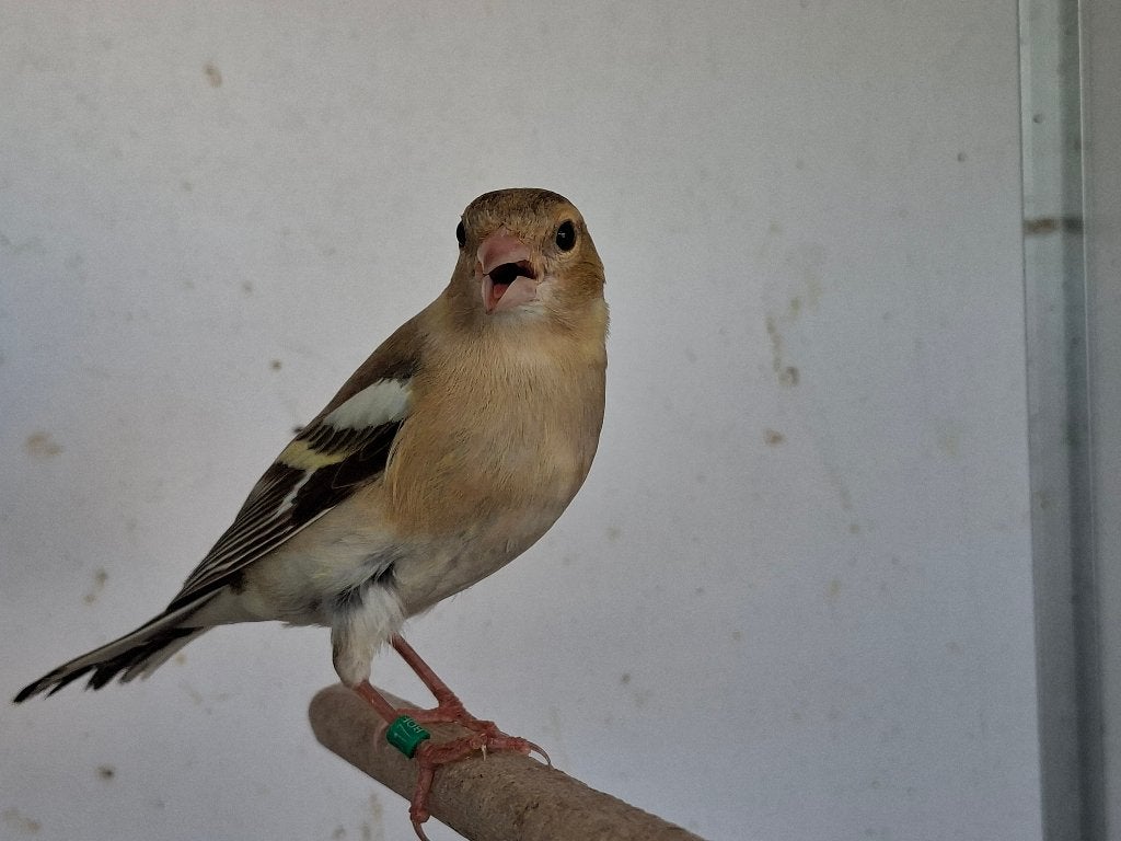Botvink, Dieren en Toebehoren, Ophalen