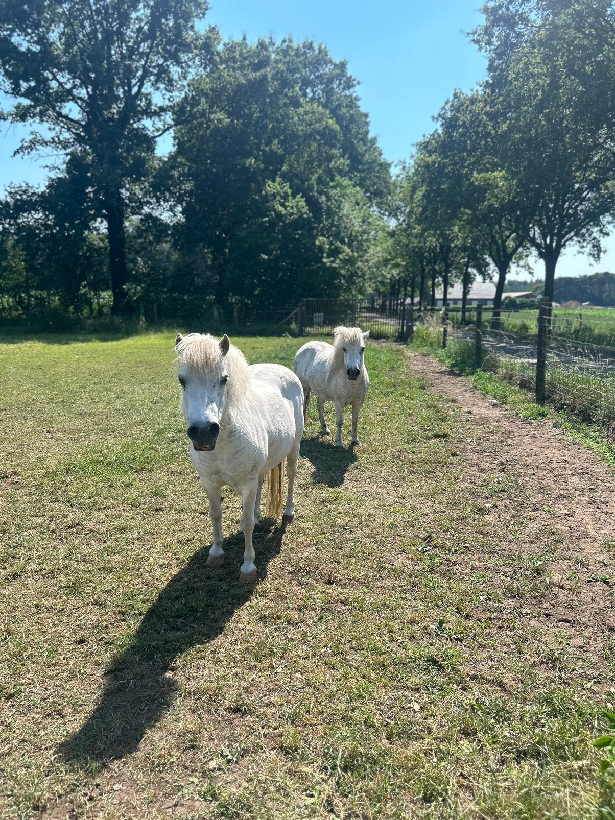 2 kleine A-pony’s samen te koop, Dieren en Toebehoren, Pony's, Merrie