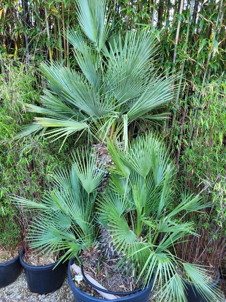Chamaerops humilis groep en single stammen. 300€/m stam, Tuin en Terras, Ophalen