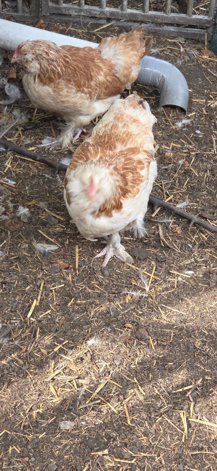 1 coq 5 poules faverolle, Dieren en Toebehoren