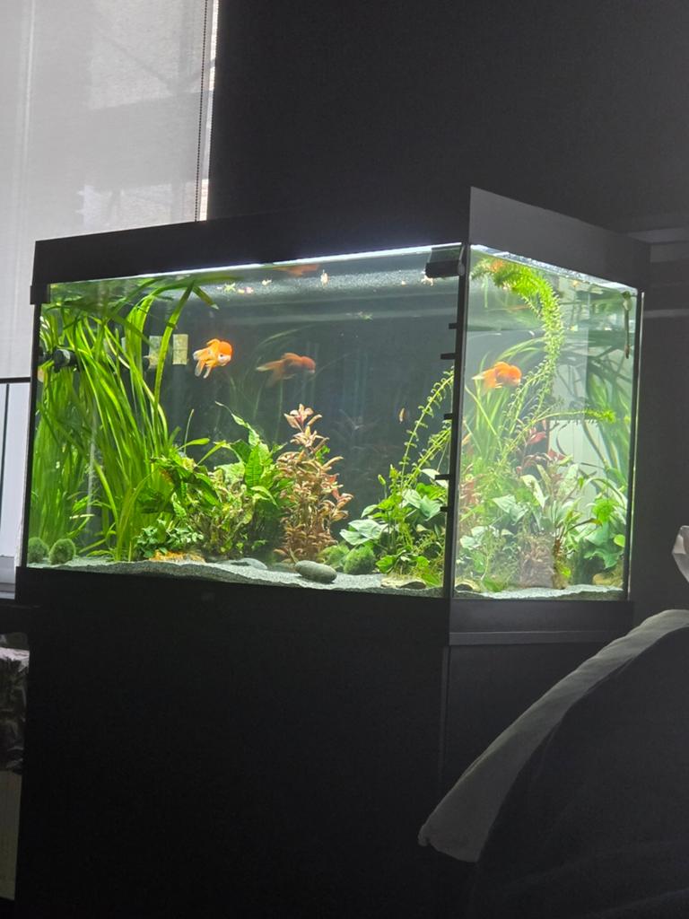 Prachtige ingedraaide aquarium te koop!, Enlèvement