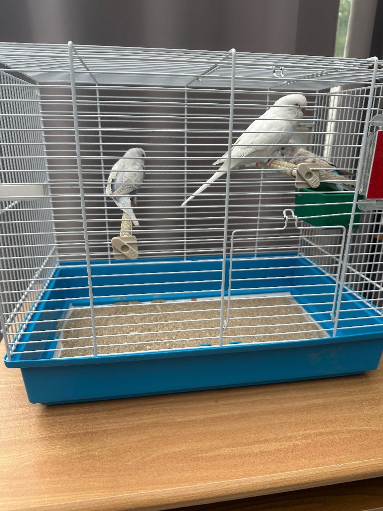 2 blauwe parkieten en 1 albino parkiet, Dieren en Toebehoren, Meerdere dieren, Parkiet