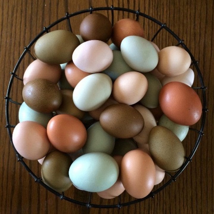 poussins d'un jour pondent oeufs coloré pour le 22 septembre, Femelle, Poule ou poulet