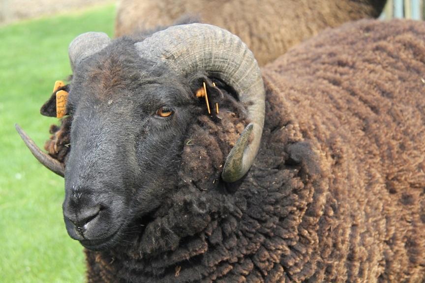 Black welsh mountain ram gezocht, Mâle, Mouton