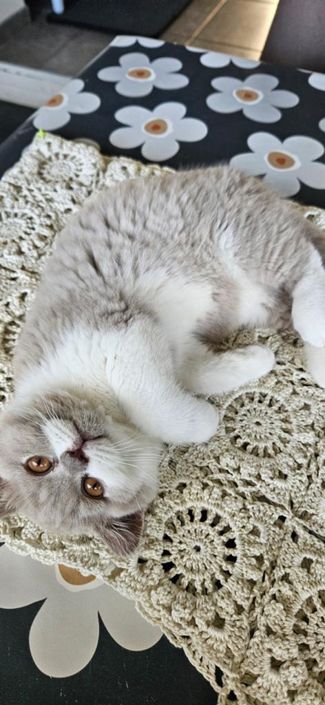 Cattery Toon Teuwisse, Chat, Vermifugé, 0 à 2 ans