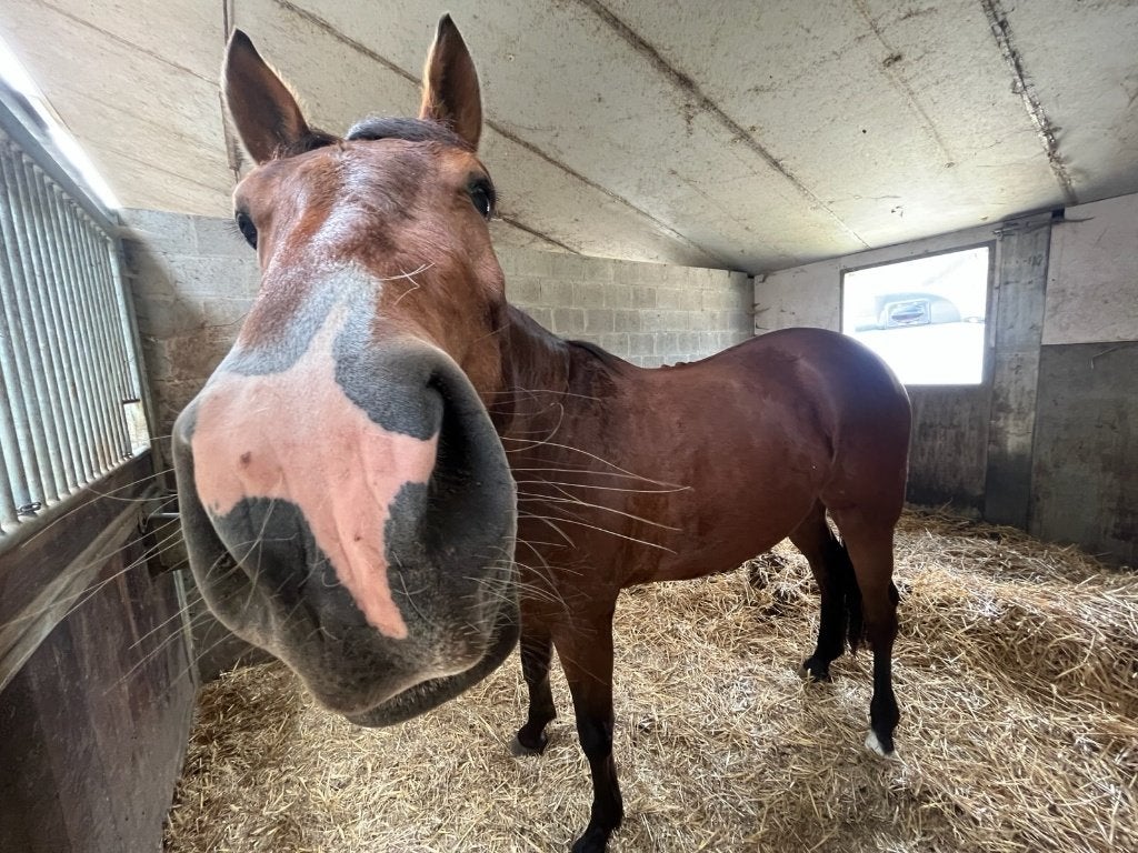 5 jarige ruin Halifax van het Kluizebos x NonStop, Dieren en Toebehoren, Springpaard, Ruin, 3 tot 6 jaar, 165 tot 170 cm