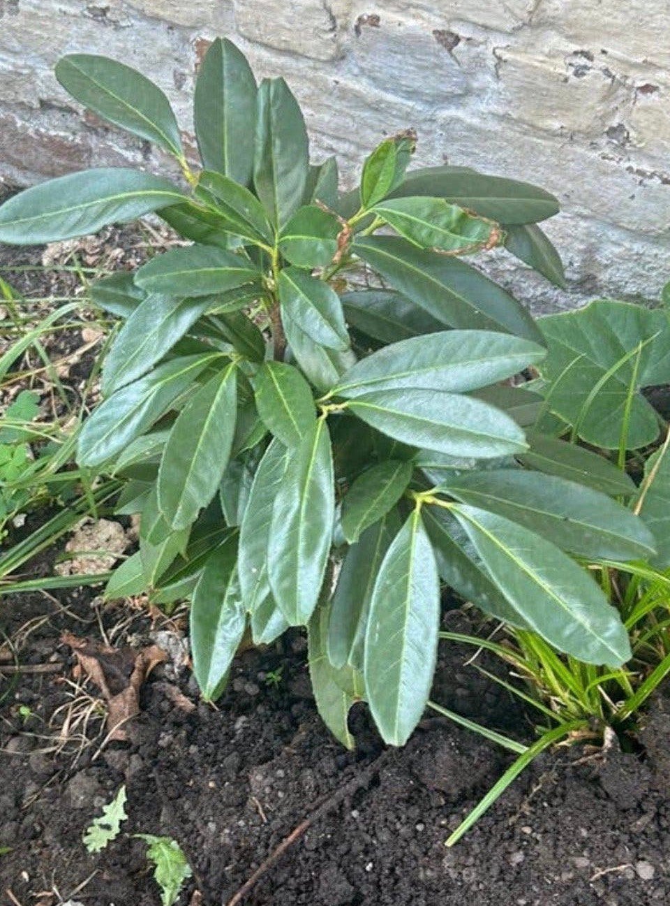 Laurel, Autres espèces, Plein soleil, Été, Enlèvement