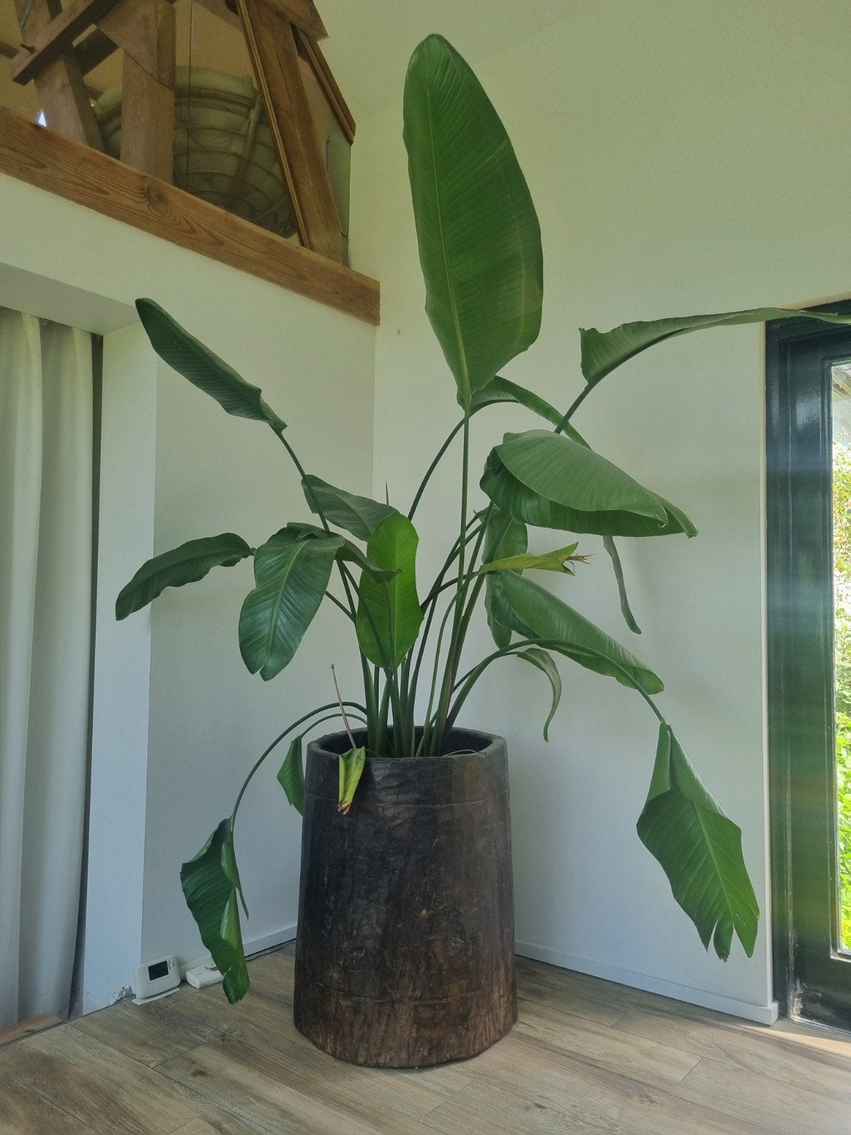 Plante d'intérieur Strelitzia, Enlèvement