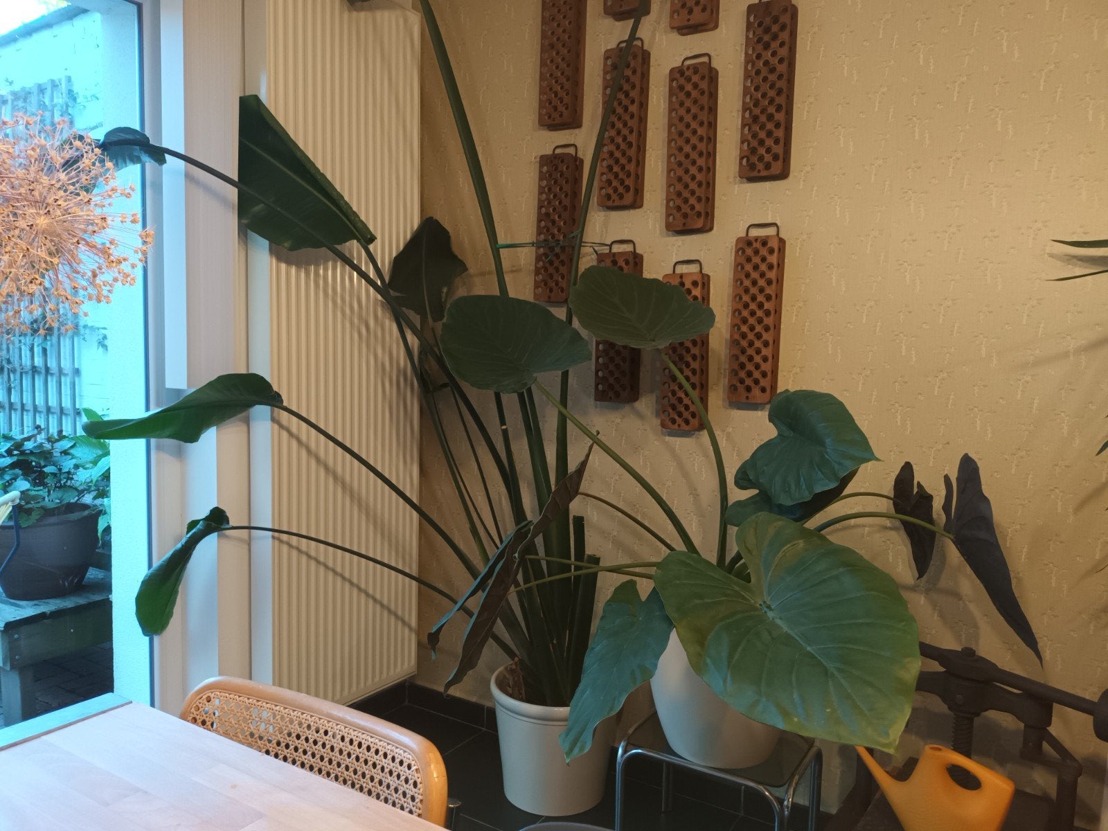 2 Super grote Kamerplanten, Ophalen