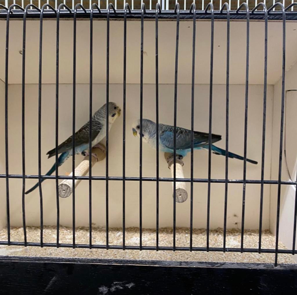 Grasparkieten blackwings, Dieren en Toebehoren, Vogels | Parkieten en Papegaaien