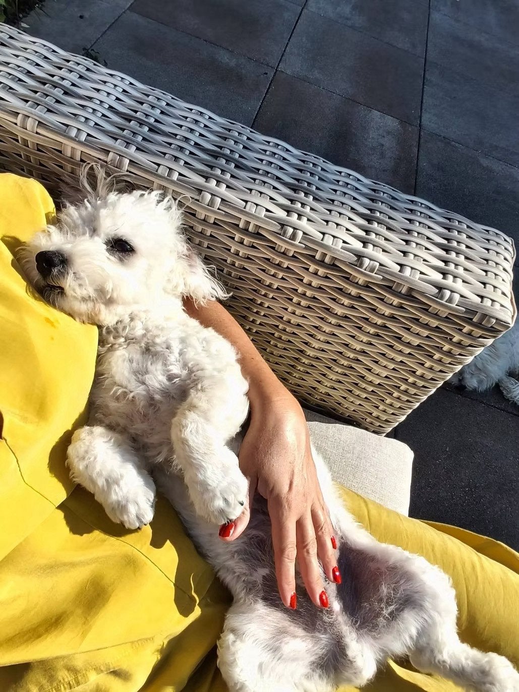 Maltezer mix pup, Maltezer, 15 weken tot 1 jaar, Teef, CDV (hondenziekte)