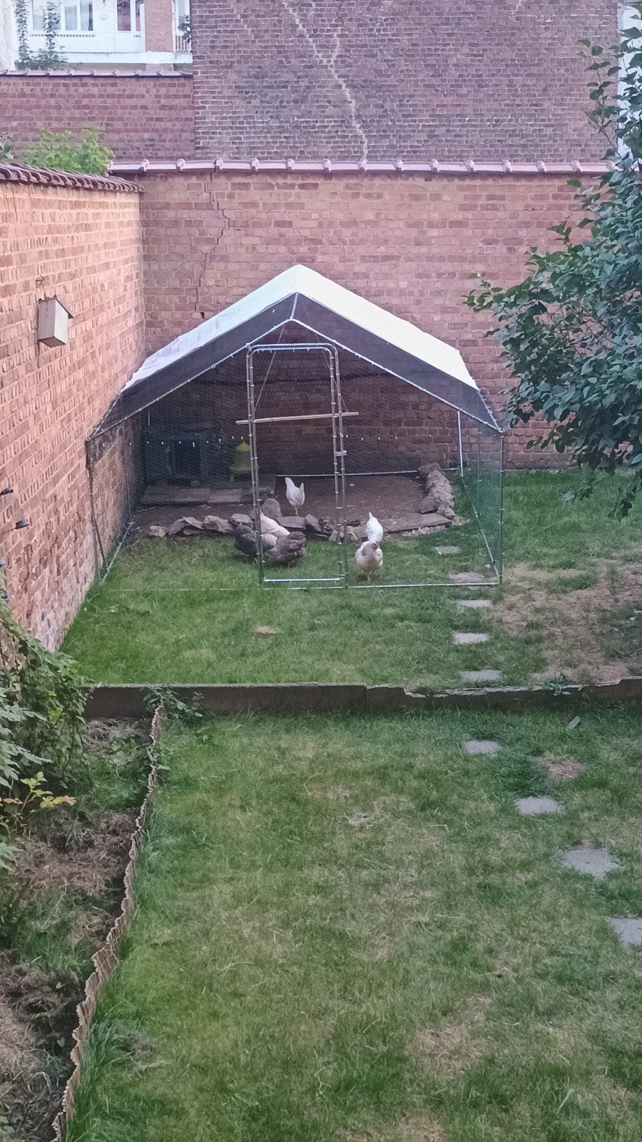 poulailler 12m carré+ 6 poules, Animaux & Accessoires