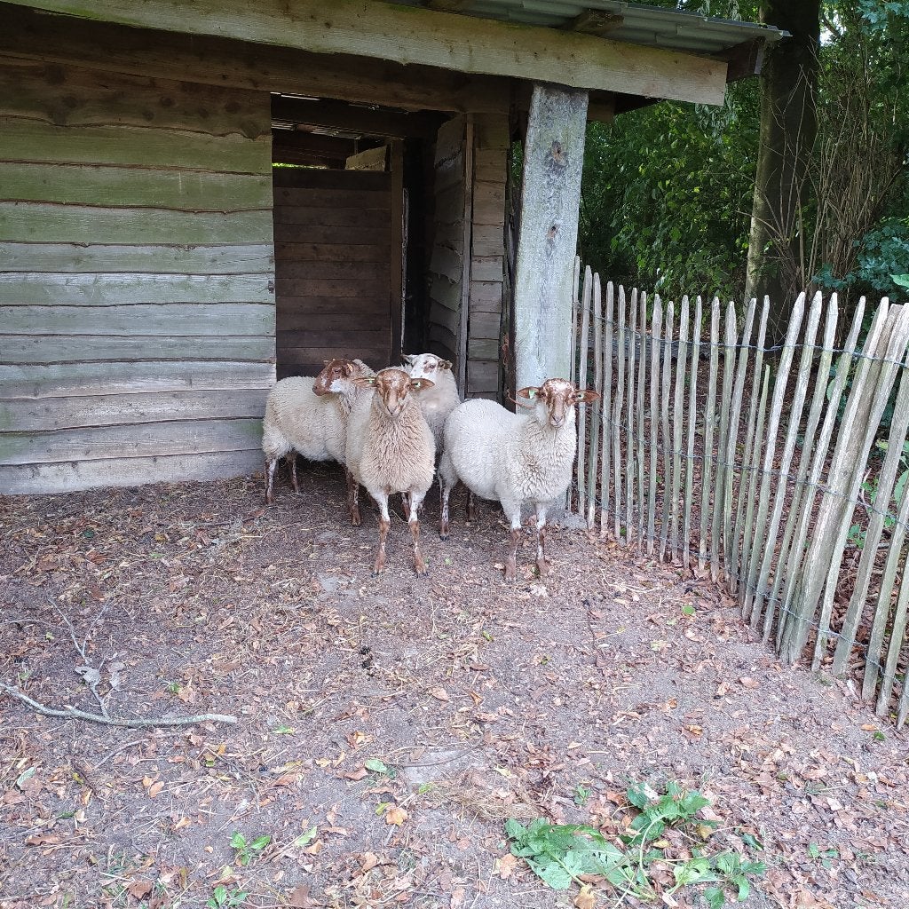 Houtlandschaap jonge ram of ooi, Mouton