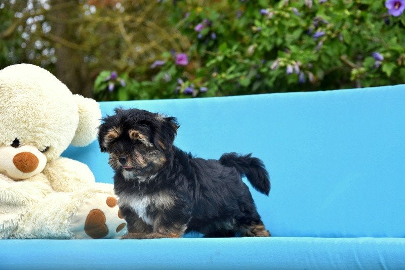 Prachtige Yorkshire Terriër pup, Yorkshire Terrier, Chien (mâle), Maladie de Carré (chiens), Belgique
