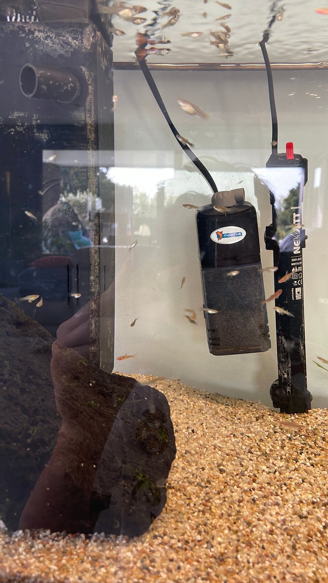 Baby guppy’s, Dieren en Toebehoren, Ophalen, Zo goed als nieuw