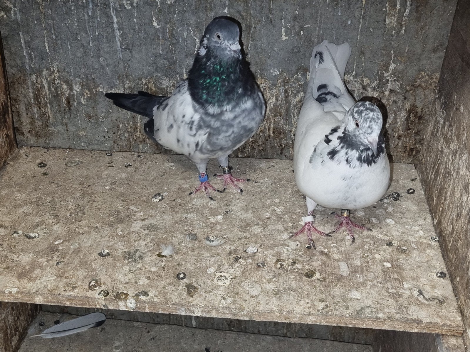kopel 35€ pakistan hoogvliger, Dieren en Toebehoren, Vogels | Duiven