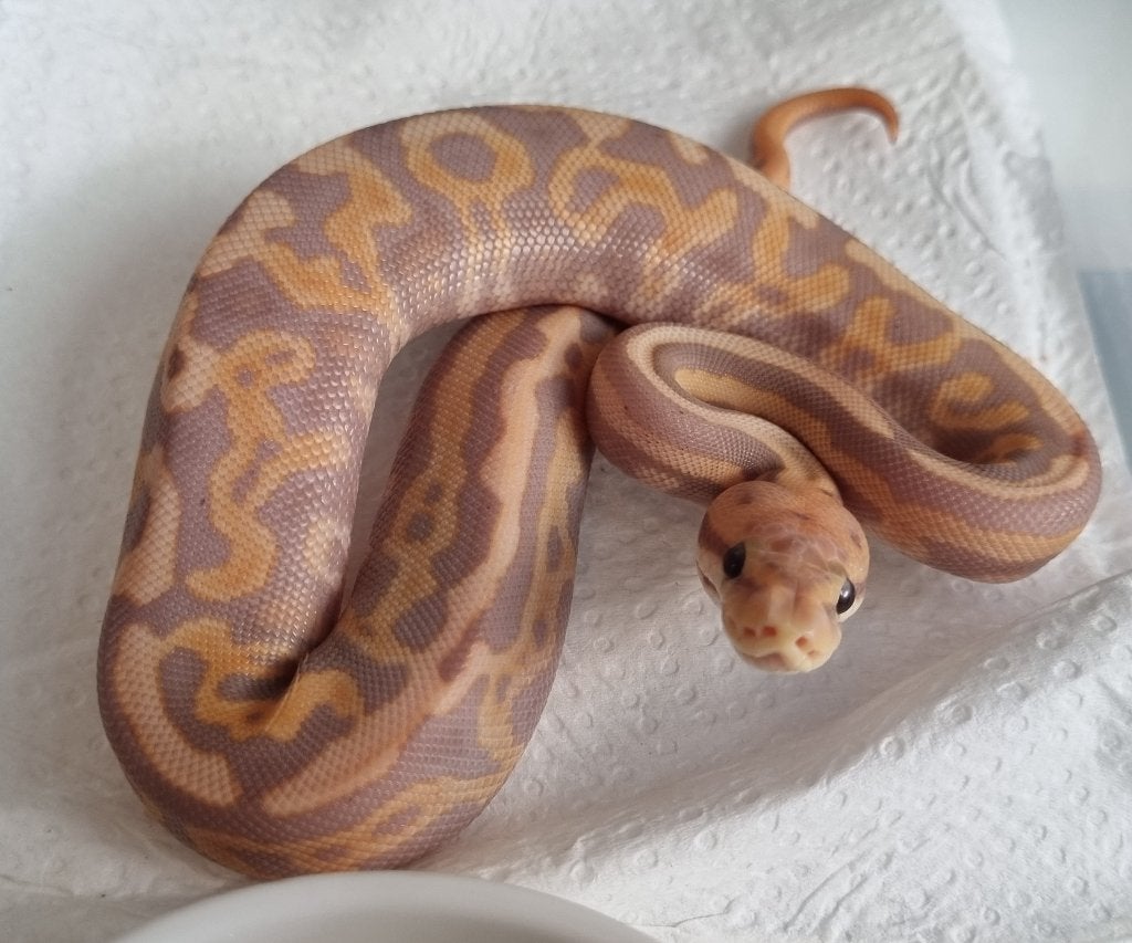 1.0 banana leopard od (black pastel?) het clown 66% het pied