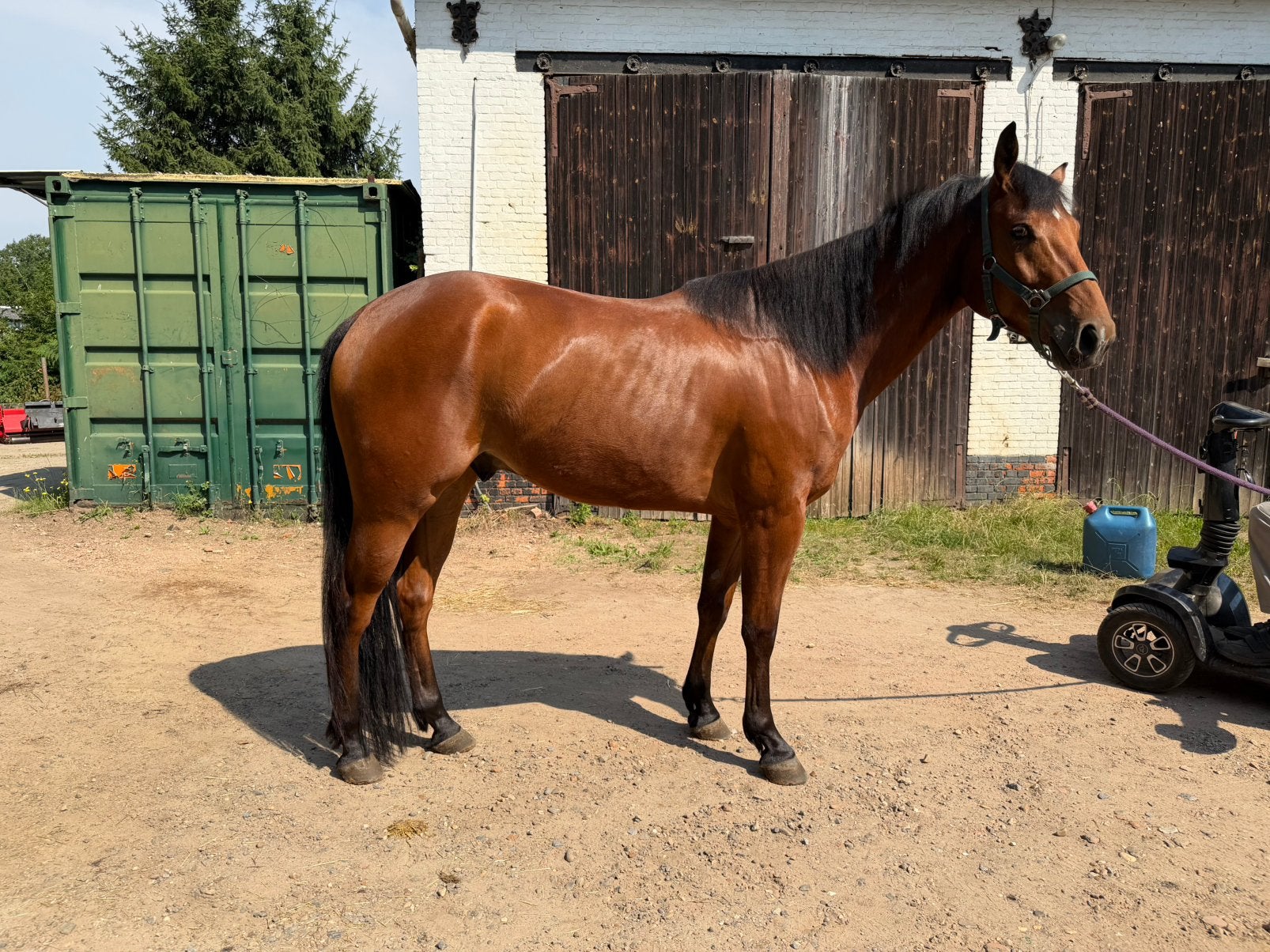 Quarter Horse ruin 2022, Minder dan 160 cm, Ruin, Niet van toepassing, 3 tot 6 jaar