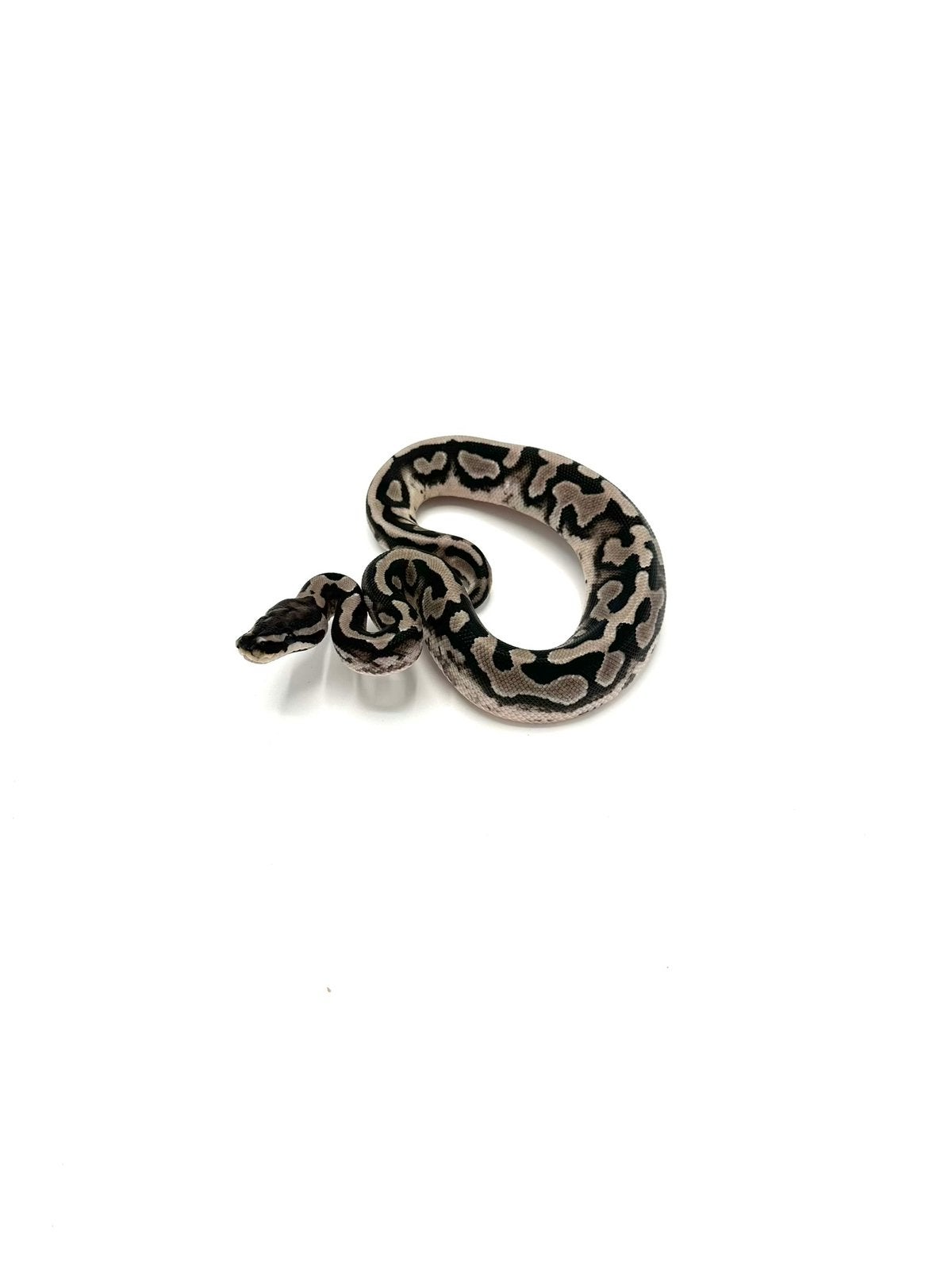 Diverse Python regius - koningspythons Ball Python photo 17
