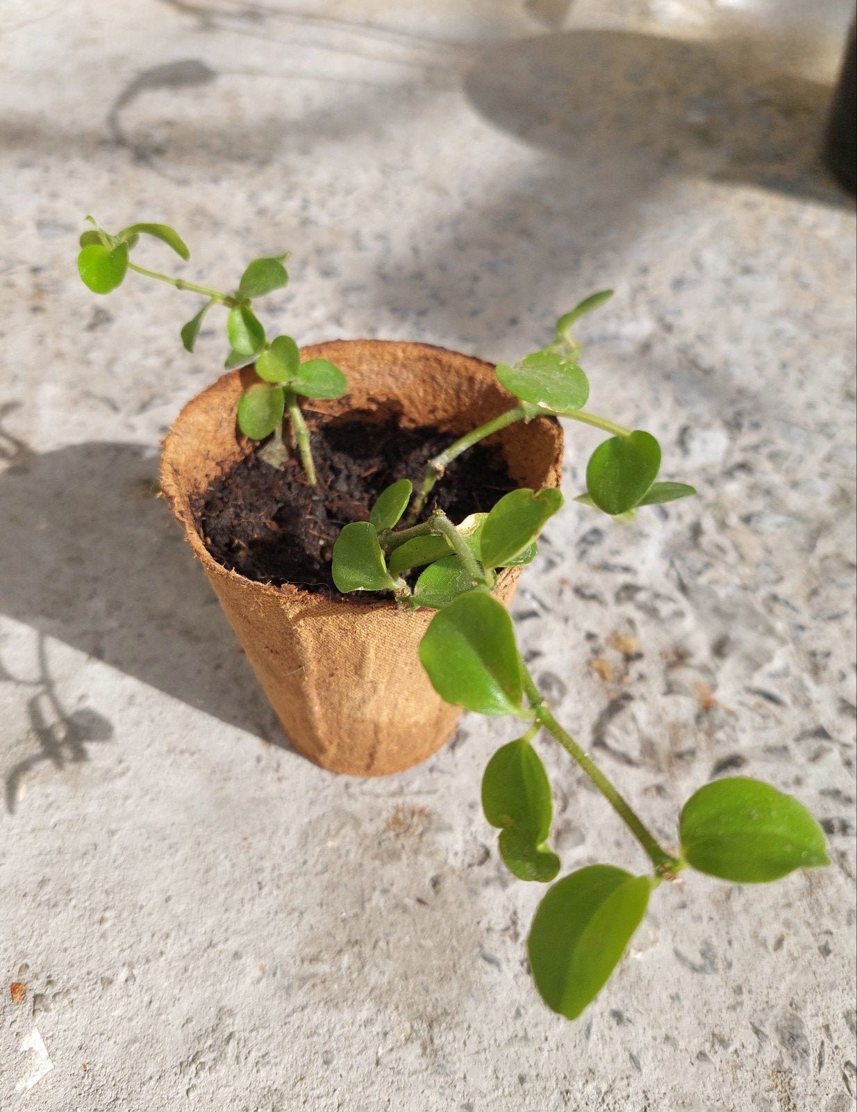 Plante, Enlèvement