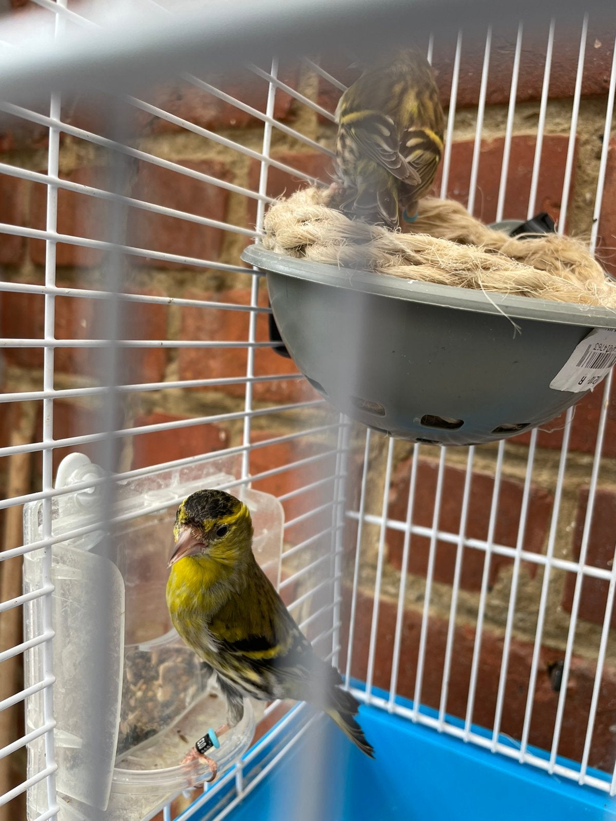 Quelques 20 à 25 glaces à vendre sont très bonnes, Animaux & Accessoires, Plusieurs animaux