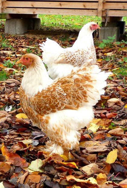Brahma oeufs fécondés à incuber doré liseré blanc or, Animaux & Accessoires, Envoi, Neuf