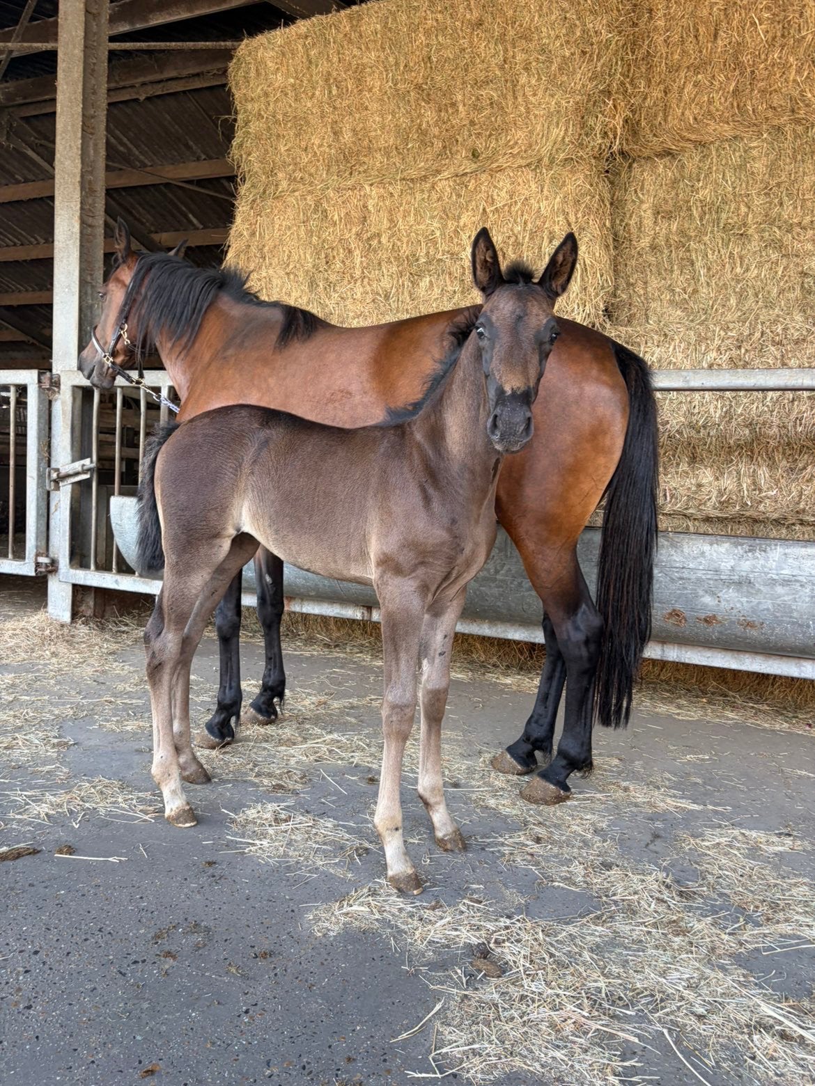 Merrie veulen te koop, Dieren en Toebehoren, Merrie, Onbeleerd, 0 tot 2 jaar