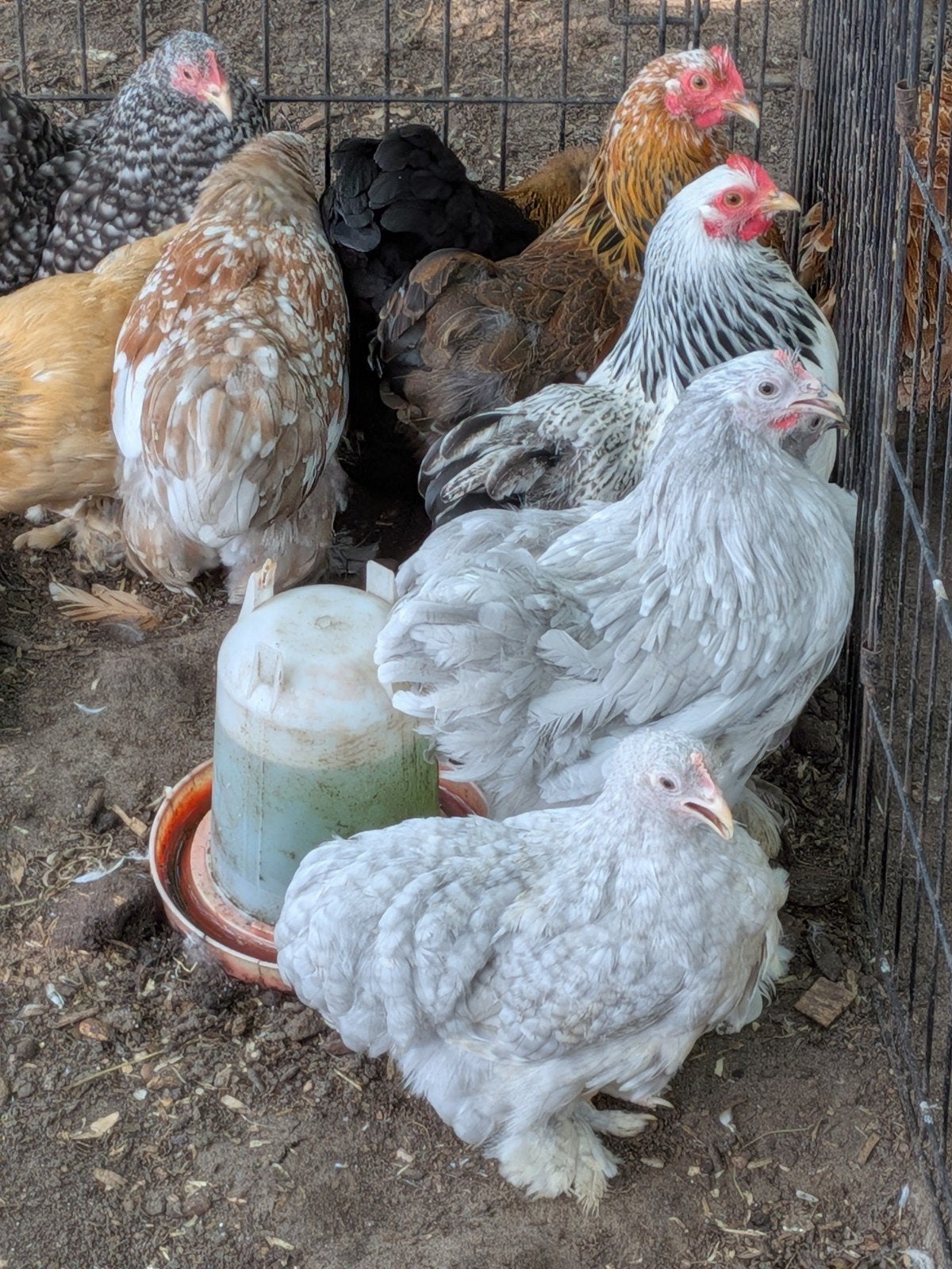 Cochin kriel, Dieren en Toebehoren, Pluimvee