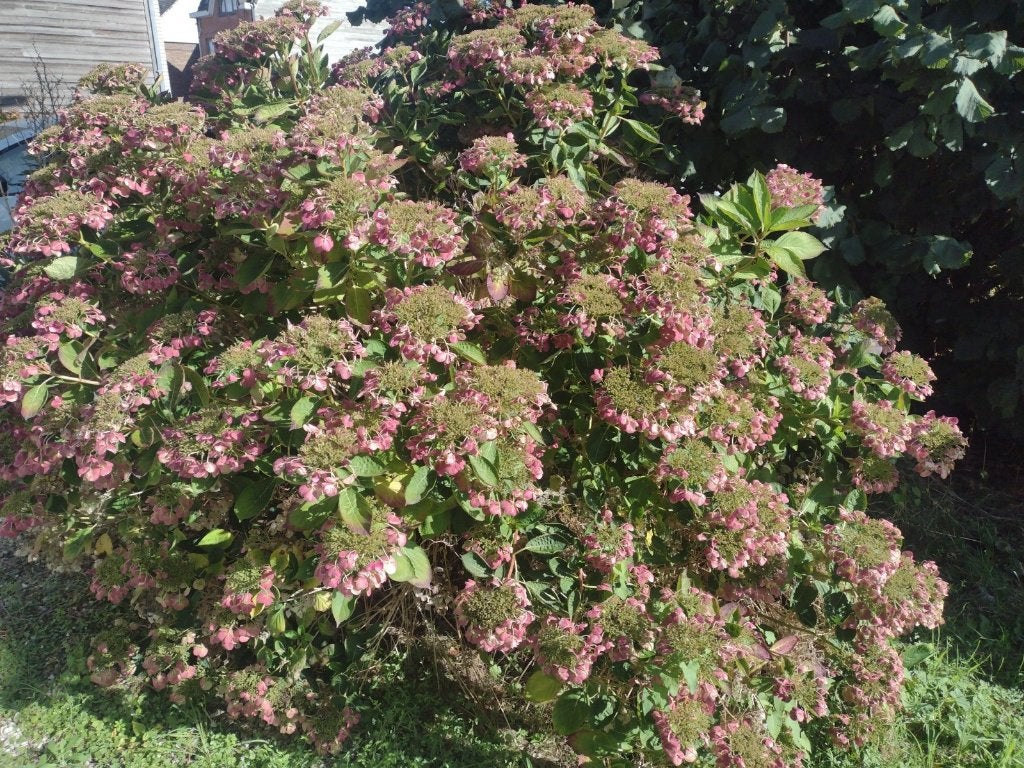 3 x hortentia struik gratis, Ophalen, Struik