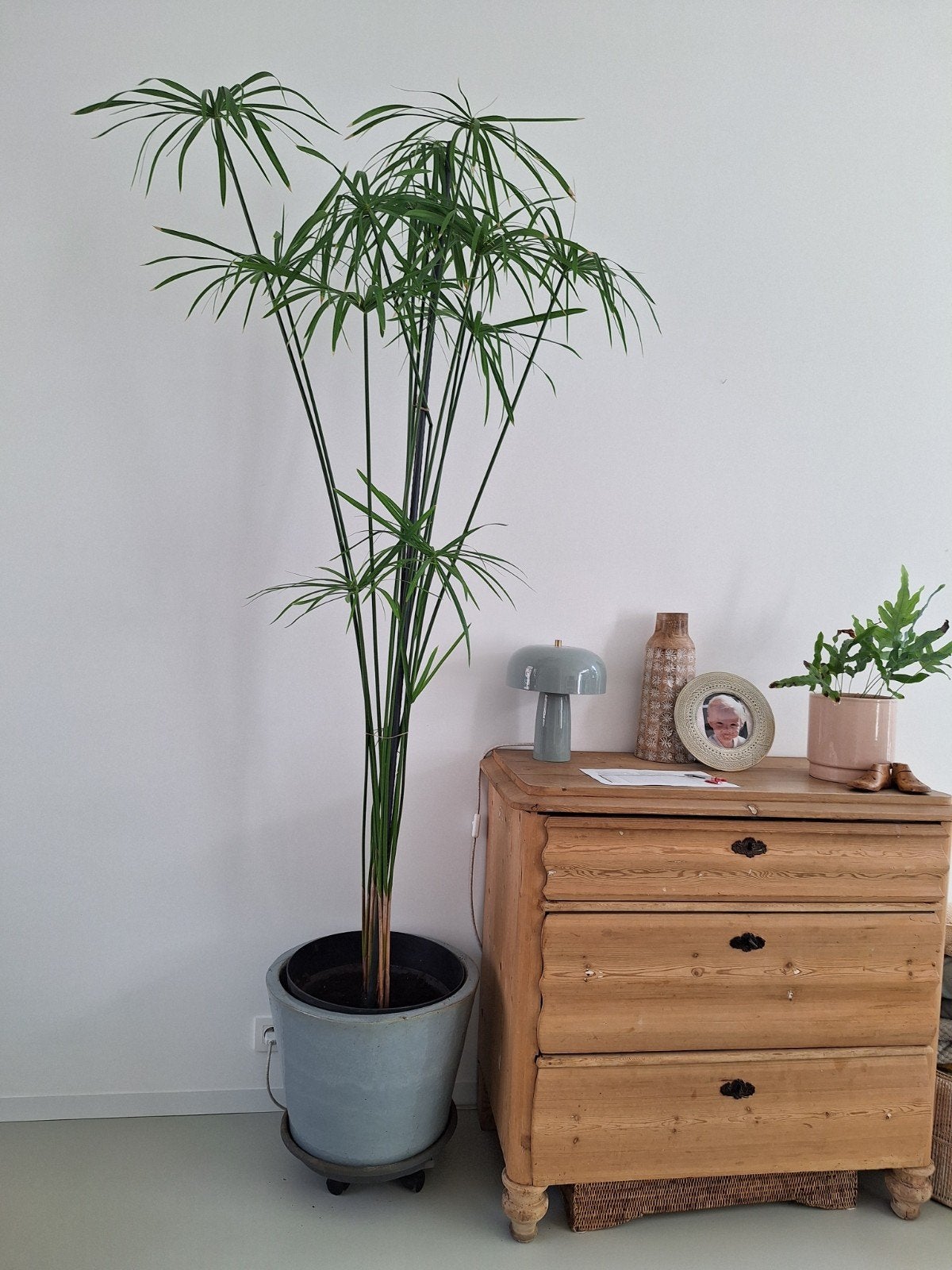 Plante de papyrus, Enlèvement