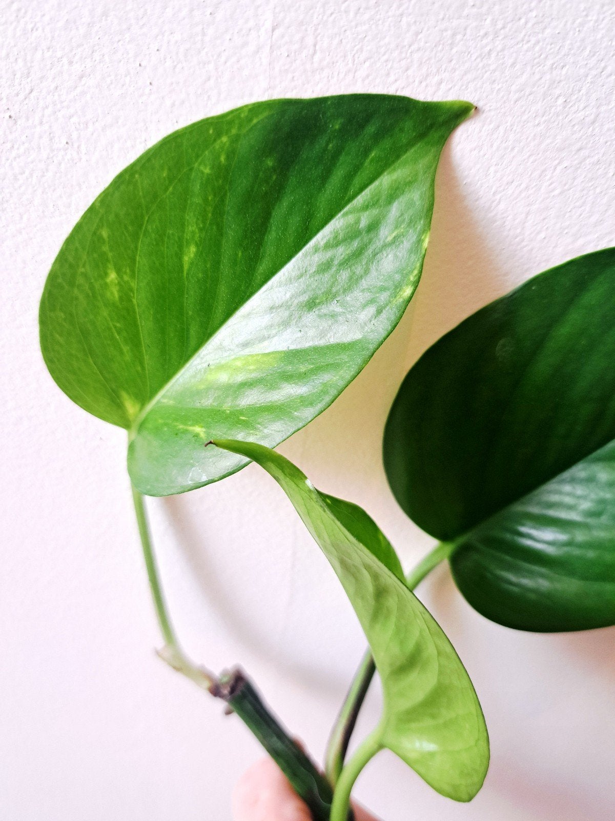 Golden Pothos Stekje (Epipremnum aureum / Drakenklimop), Huis en Inrichting, Kamerplanten, Ophalen, Overige soorten, Halfschaduw