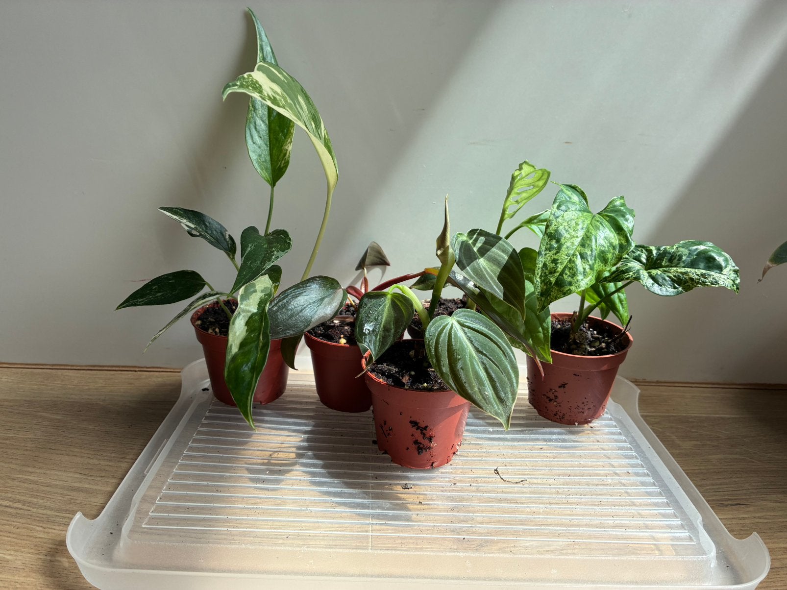 Plantenmix 2, Ophalen