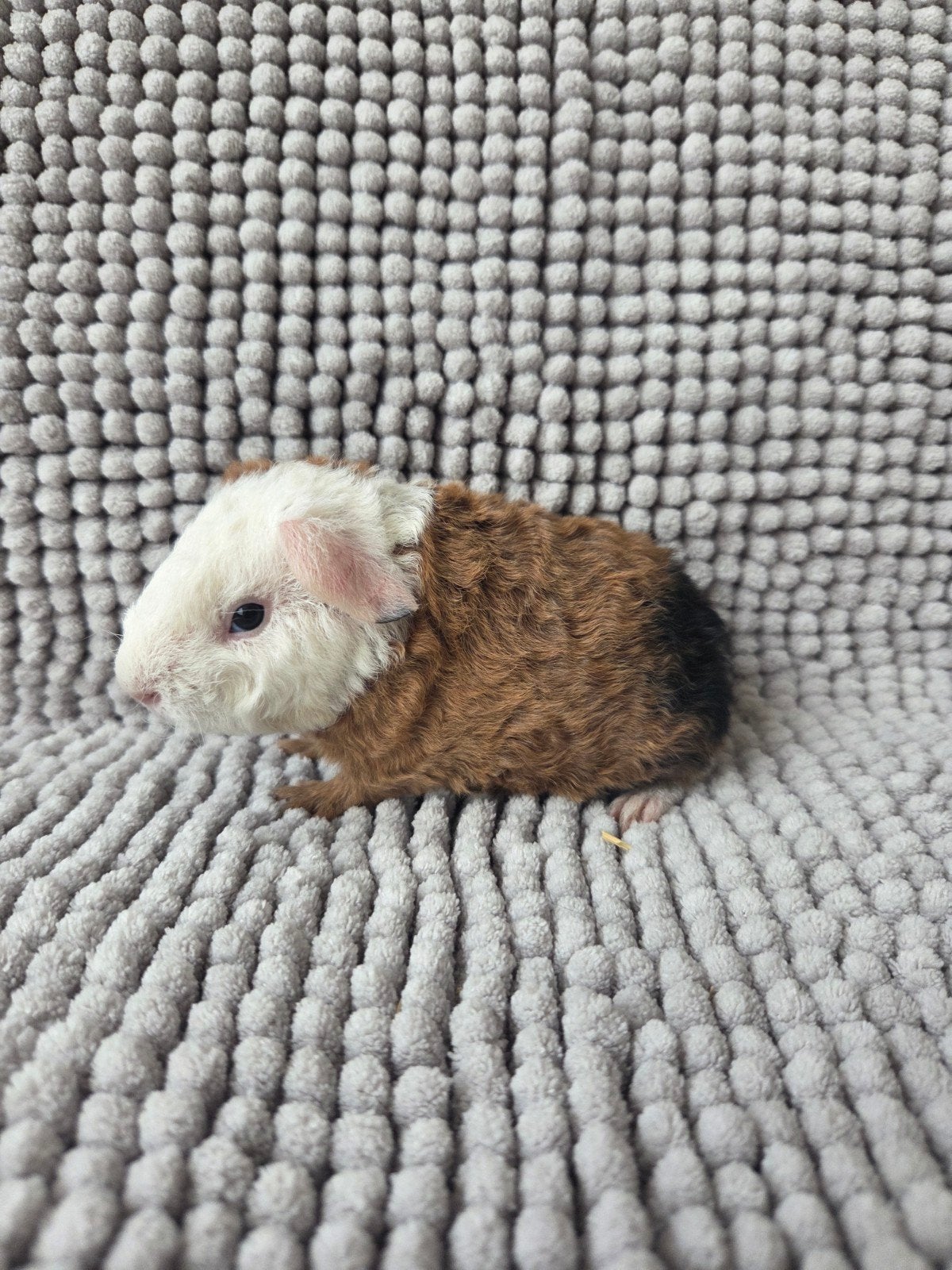 nederland us teddy broertjes, Dieren en Toebehoren, Cavia, Mannelijk, Tam, September