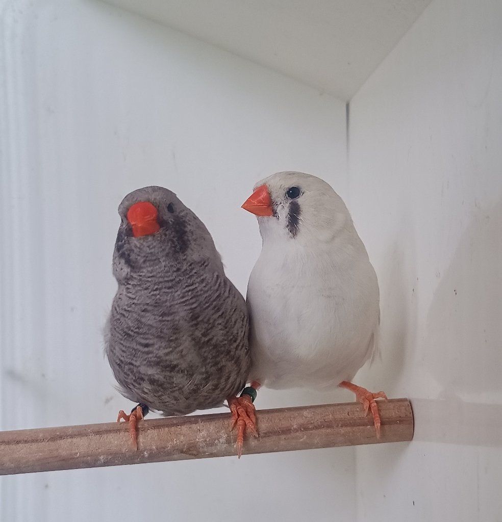 charcoal zebravinken koppel, Dieren en Toebehoren, Vogels | Overige Vogels, Meerdere dieren, Tropenvogel, Geringd